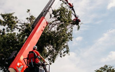 Transforming Your Outdoor Space with Professional Tree Services