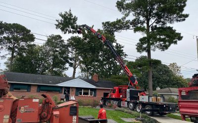 Tree Pruning Exmore, VA Everything You Need to Know About Tree Service