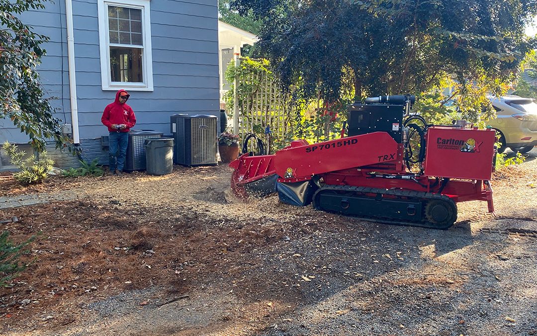 Get Rid of Unsightly Stumps with Professional Stump Grinding