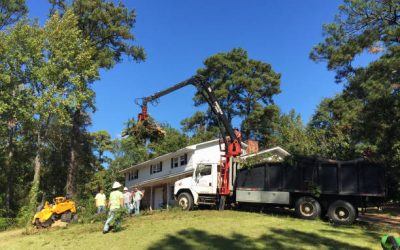 Expert Tree Removal Solutions for Your Home or Business