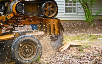 Enhance Your Landscape with Stump Grinding Services