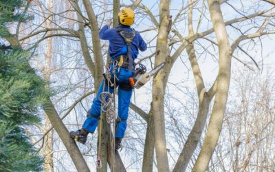 The Advantages of Hiring a Professional Tree Cutting Service