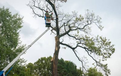 How a Tree Service Can Improve the Health and Appearance of Your Trees