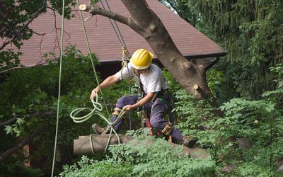 The Expertise of Tree Pruning Services: Why DIY Isn’t Always the Best Option