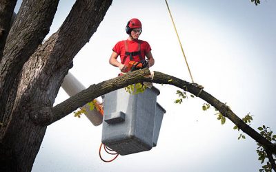 The Value of Hiring Tree Trimming Experts for Your Landscape