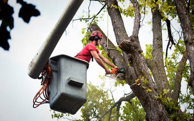 Why You Should Leave Tree Cutting to the Professionals