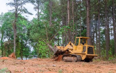 What is stump grinding, and why is it necessary?