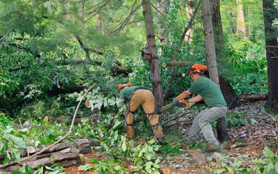 When is tree removal necessary?