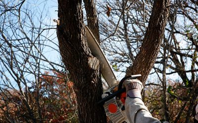 What is the best time for tree trimming?