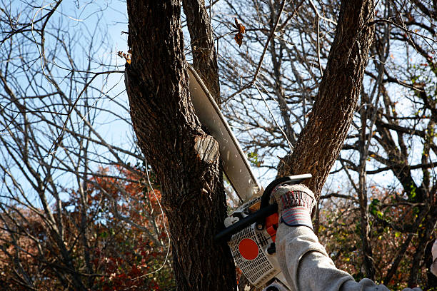 What is the best time for tree trimming?