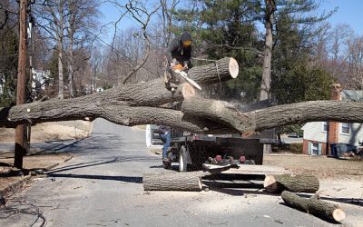 Do I need permission to remove a tree on my property?