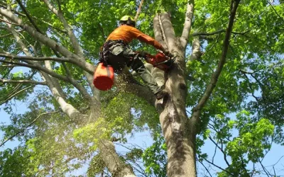 The Hidden Dangers of Neglecting Tree Care: Risks and Consequences