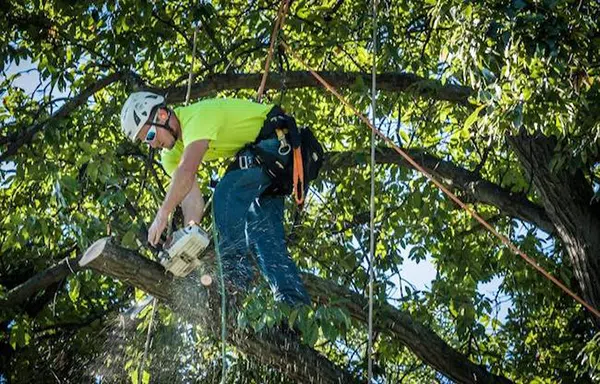 How Weather Conditions Affect Tree Services: What You Need to Know