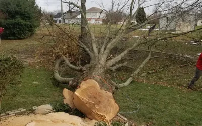 The Ultimate Guide to Tree Removal: When and Why It’s Necessary