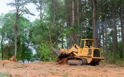 What Happens to Trees After Removal?