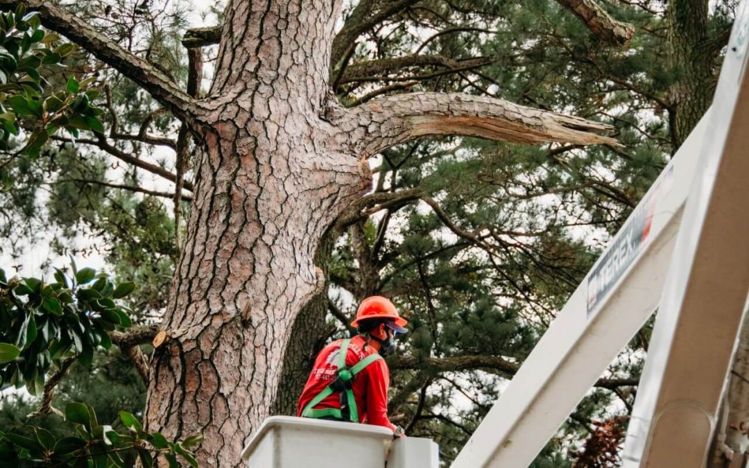 Why You Should Leave Tree Cutting to the Professionals