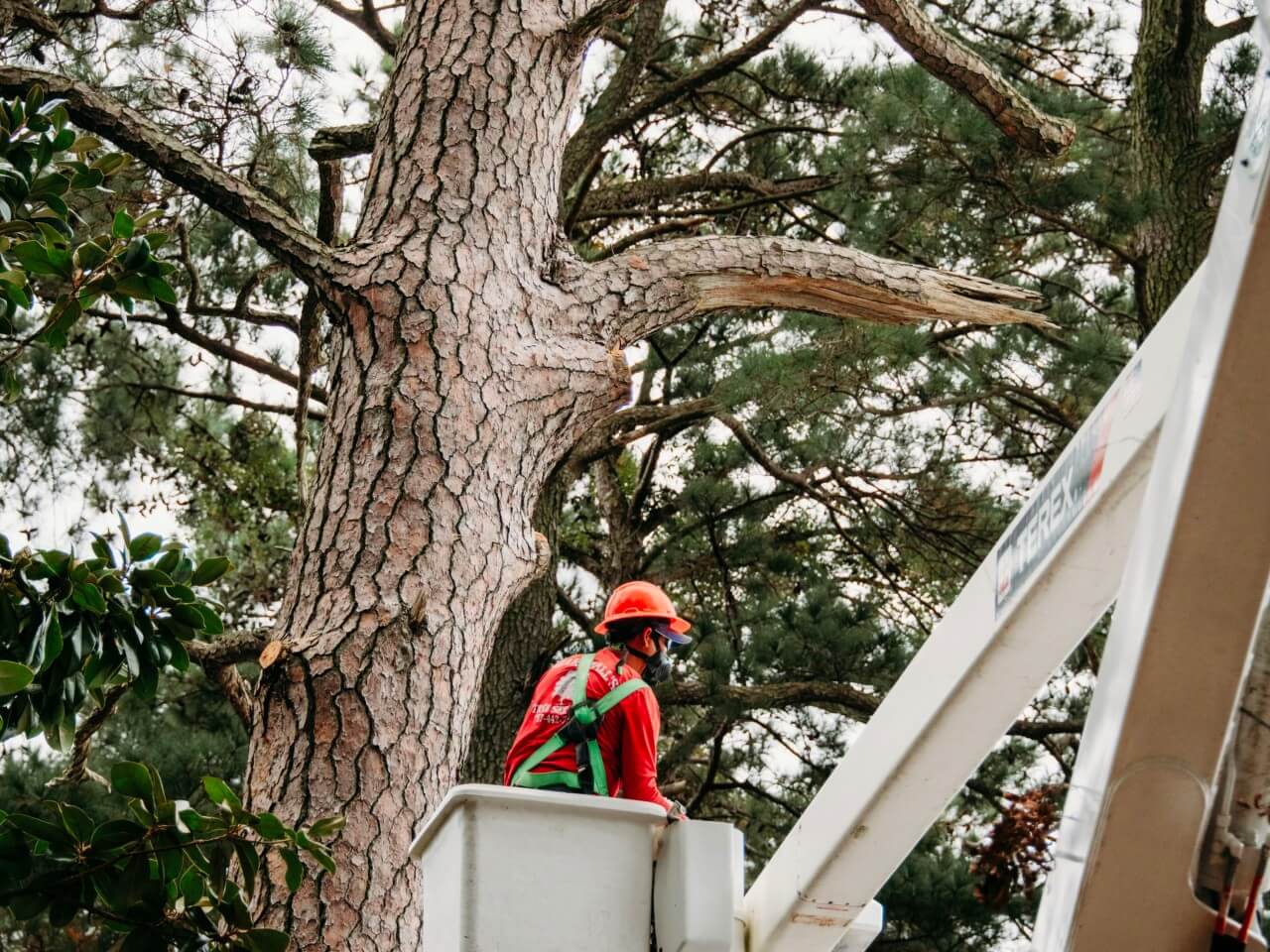 Marshall's Tree Service - Tree Trimming Virginia Beach