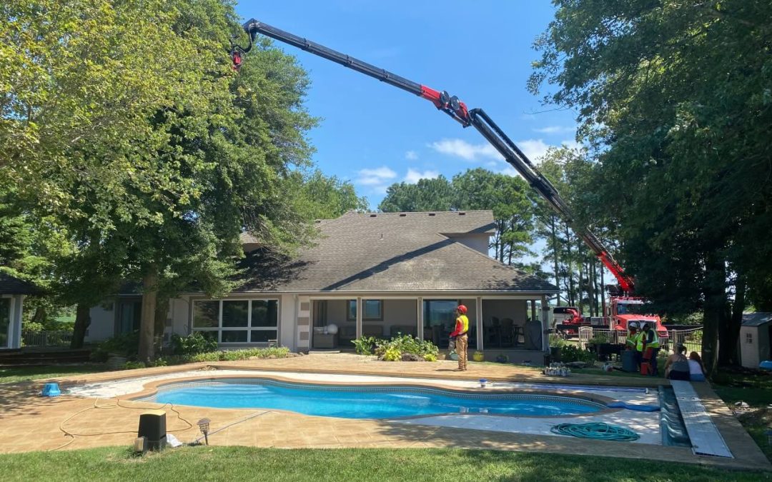 Transforming Your Outdoor Space with Professional Tree Services