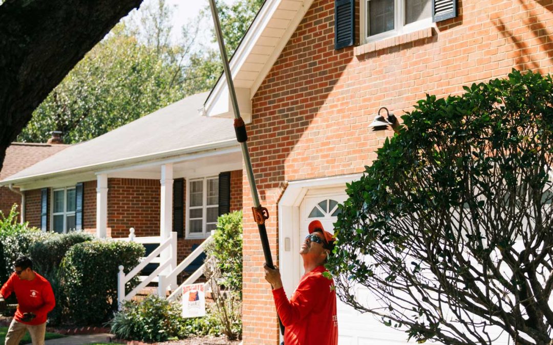 What to Include in Your Tree Care Maintenance Plan?