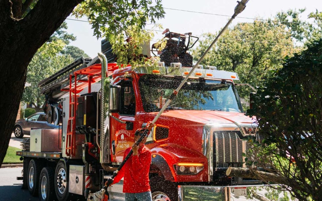 How a Tree Service Can Improve the Health and Appearance of Your Trees