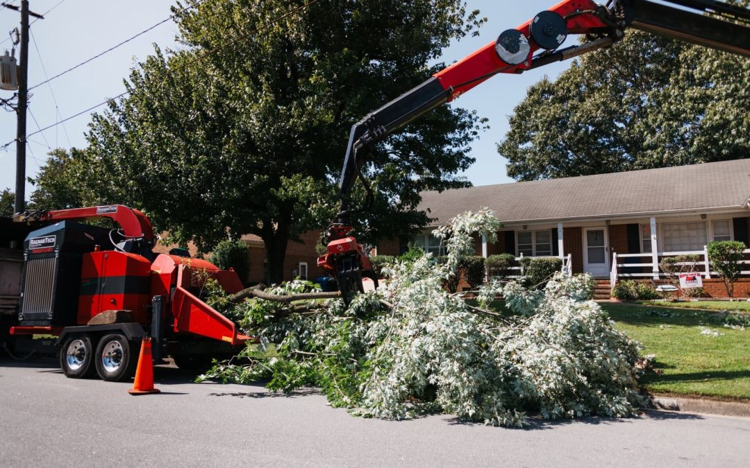 Do I need permission to remove a tree on my property?