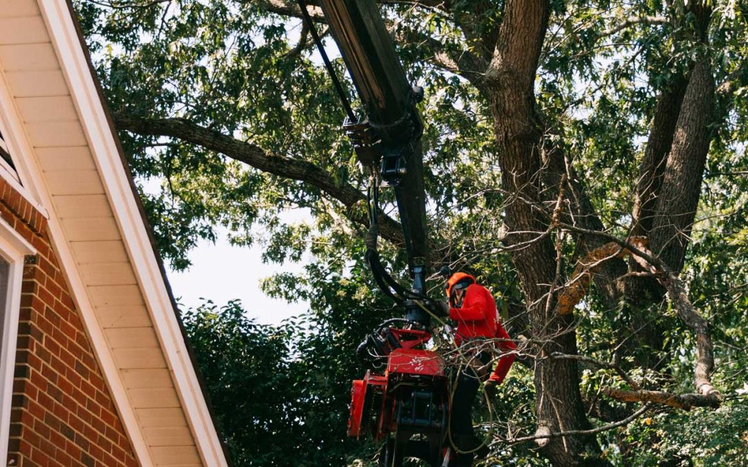 The Hidden Dangers of Neglecting Tree Care: Risks and Consequences