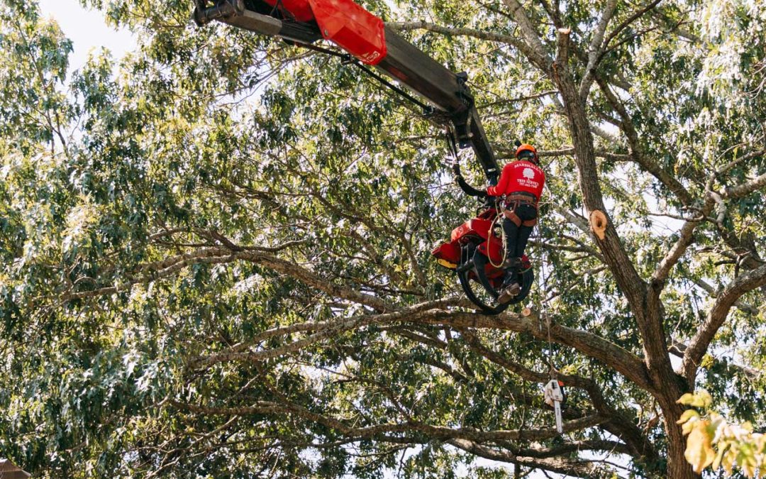 The Expertise of Tree Pruning Services: Why DIY Isn’t Always the Best Option