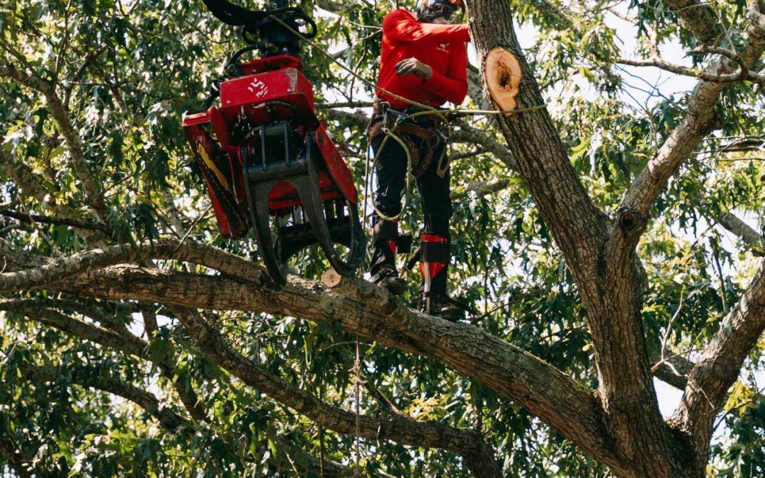 What is Tree Pruning and Why is it Important?