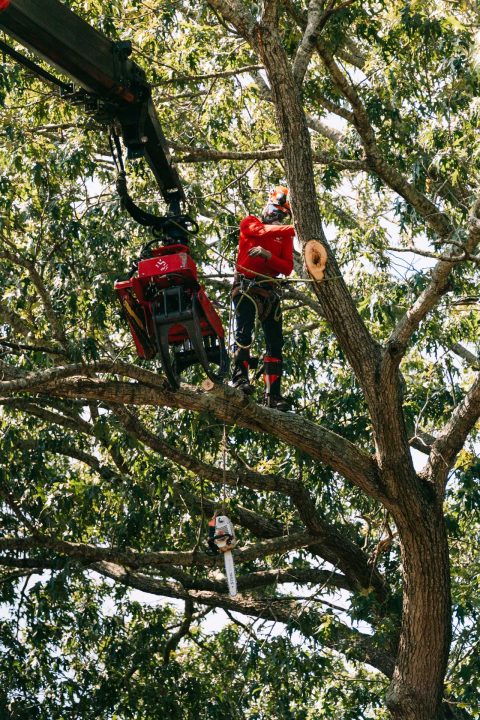 What is Tree Pruning and Why is it Important? - Marshall's Tree Service