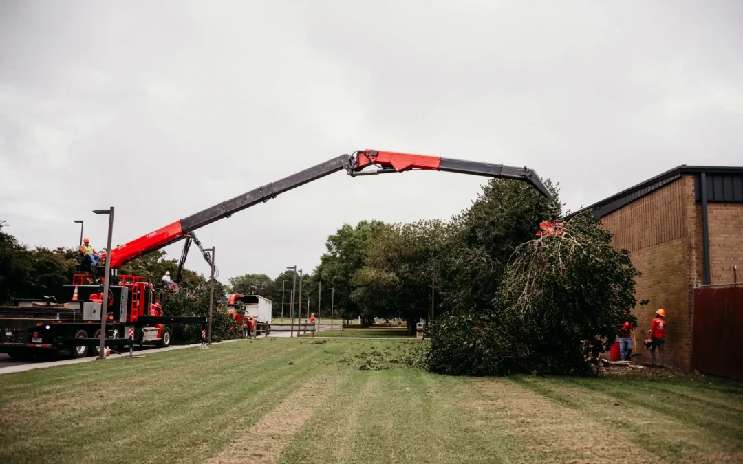 Choosing the Right Tree Service