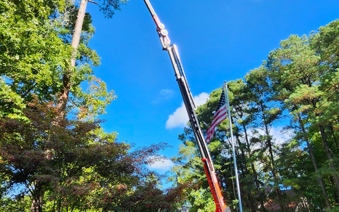 What to Expect During Professional Tree Removal Services?