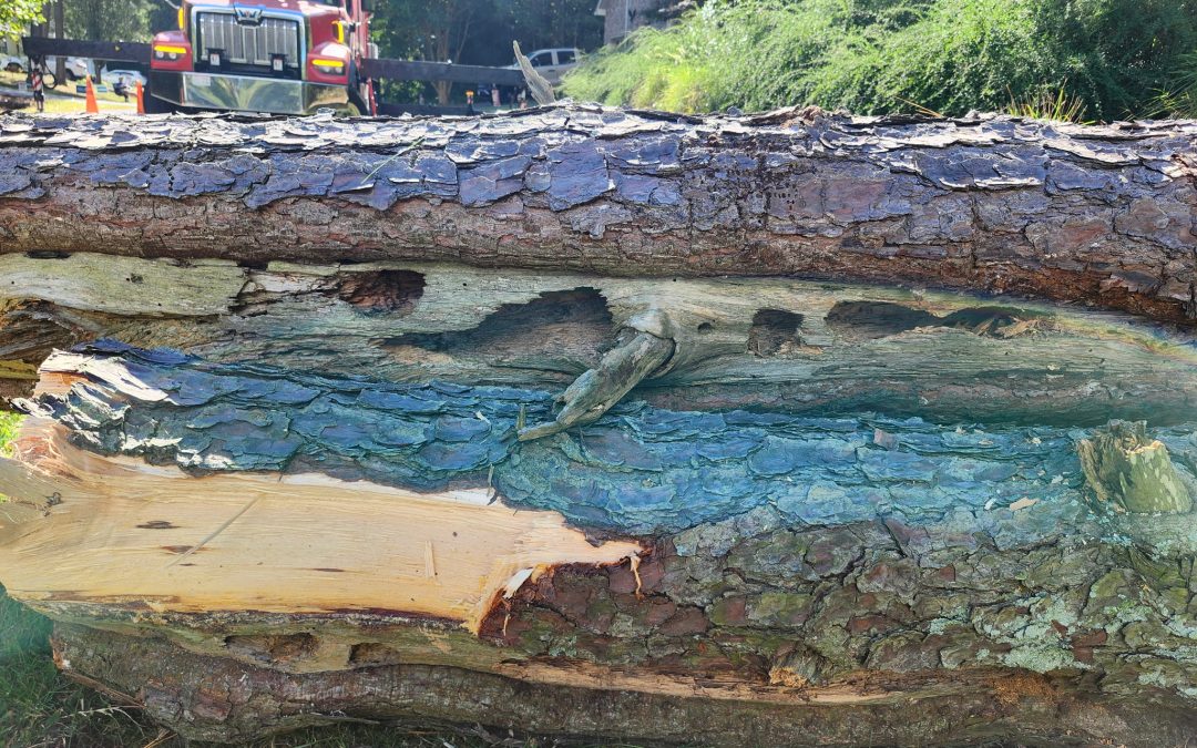 When is tree removal necessary?
