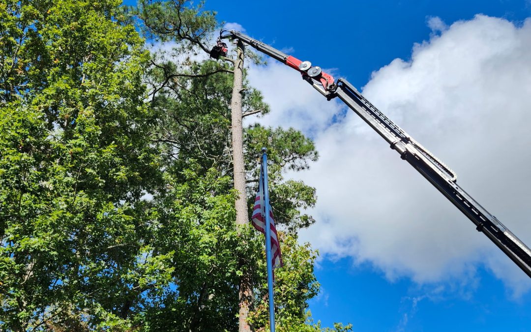 Why You Should Never Delay Storm-Damaged Tree Removal
