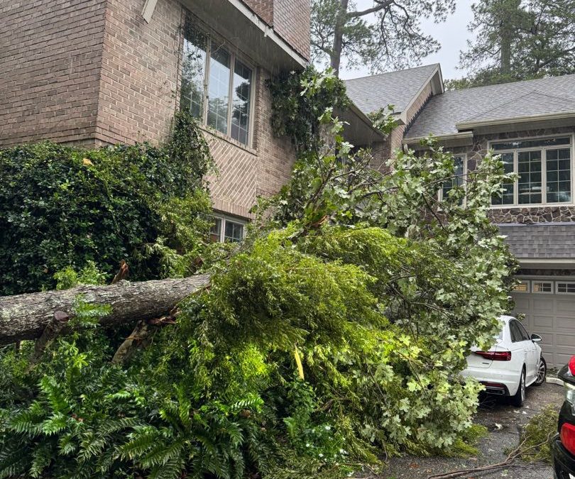 How Weather Conditions Affect Tree Services: What You Need to Know