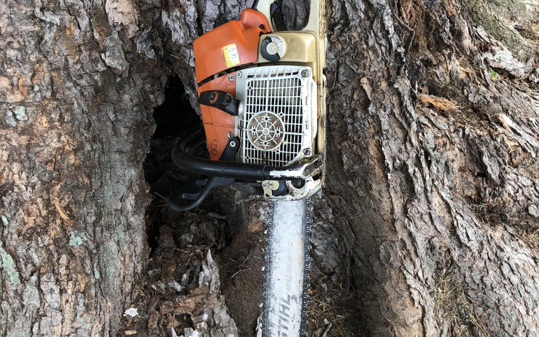 The Ultimate Guide to Tree Removal: When and Why It’s Necessary